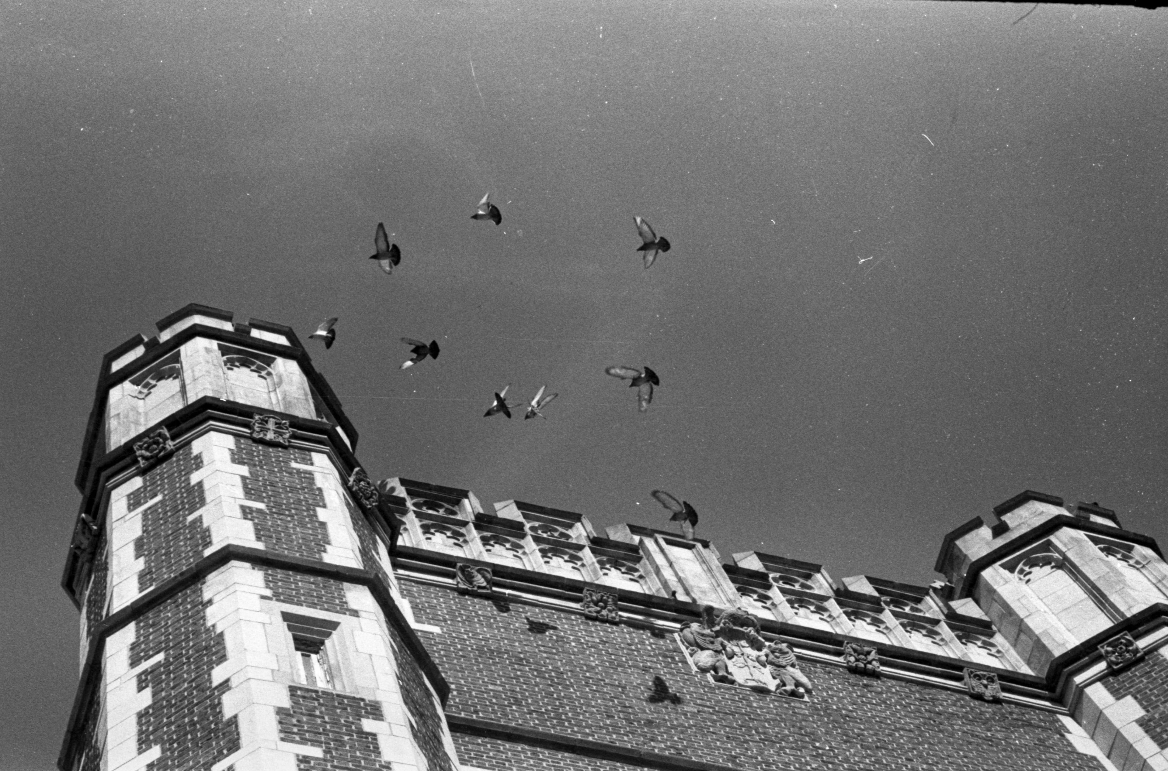 Birds flying above the Penn Dental School building